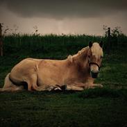Haflinger Tøttrupgårds Baica