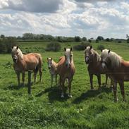 Haflinger Tøttrupgårds Baica