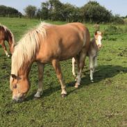 Haflinger Tøttrupgårds Baica
