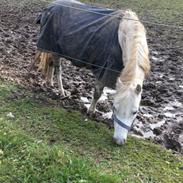 Welsh Mountain (sec A) Lunds Rhianna[Himmelhest]