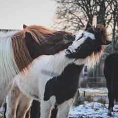 Islænder Aron fra Granhøjgaard
