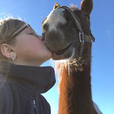 Belgisk varmblod Camouflage (til daglig tale cammo)