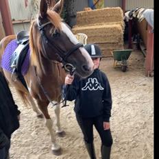 Belgisk varmblod Camouflage (til daglig tale cammo)