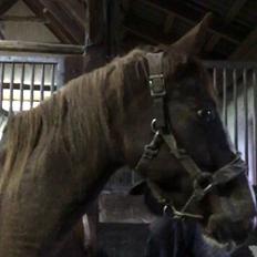 Belgisk varmblod Camouflage (til daglig tale cammo)