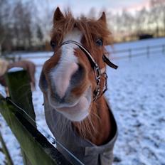 Anden særlig race Ellekjærgård's Angel
