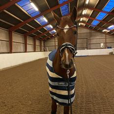 Dansk Varmblod Question Nexen