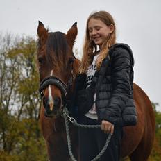 New Forest Tai tan tiki (Gamle)