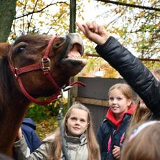 New Forest Tai tan tiki (Gamle)