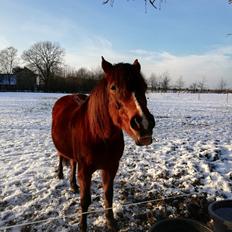 New Forest Tai tan tiki (Gamle)