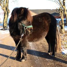 Shetlænder Søndergårds Pepsi Mac 