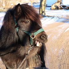 Shetlænder Søndergårds Pepsi Mac 