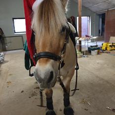 Fjordhest Hedegårds dante hjemme igen 