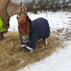 Anden særlig race Bob solgt 