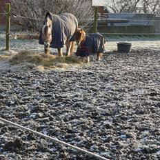 Anden særlig race Bob solgt 