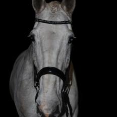 Hollandsk Varmblod Santana