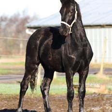 Frieser Mira af stald Lafrem