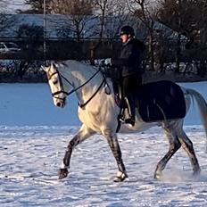 Dansk Varmblod Imatric (solgt)