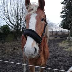 Frederiksborg Lillegaards Just A Dream 