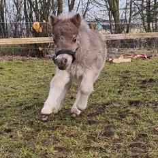 Shetlænder Glory A Bacoon