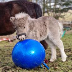 Shetlænder Glory A Bacoon
