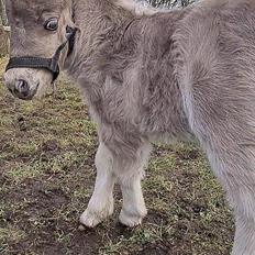 Shetlænder Glory A Bacoon
