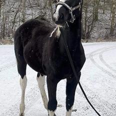 Pinto Kilgast's Afrodite aka Affe