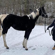 Pinto Kilgast's Afrodite aka Affe