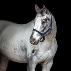 Appaloosa DAH ZIPS APRIL ROSE