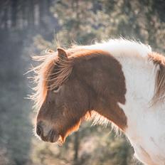 Islænder Aron fra Granhøjgaard