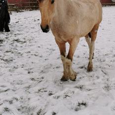 Anden særlig race Scammell's Amazing Spirit 