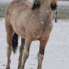 Anden særlig race Scammell's Amazing Spirit 