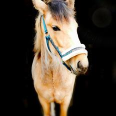 Anden særlig race Scammell's Amazing Spirit 