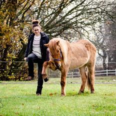 Islænder Abel Fra Terp