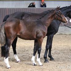 Welsh Partbred (Sec F) Struntze's fabulous painted