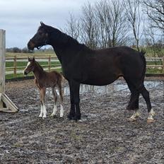 Welsh Partbred (Sec F) Struntze's fabulous painted