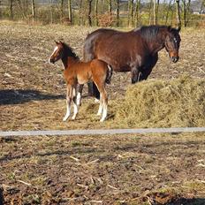 Welsh Partbred (Sec F) Struntze's fabulous painted