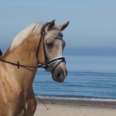 Palomino Kærgaardens Amarone