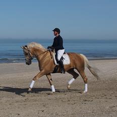 Palomino Kærgaardens Amarone