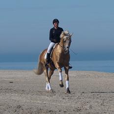 Palomino Kærgaardens Amarone