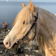 Welsh Mountain (sec A) Darco D Lux