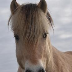Fjordhest Mosegårdens porter