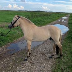 Fjordhest Mosegårdens porter