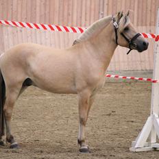 Fjordhest Mosegårdens porter