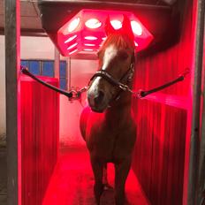 Anden særlig race Red magic