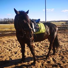 Schweres Warmblut Gordon Hedegaard