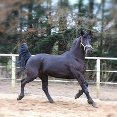 Schweres Warmblut Gordon Hedegaard