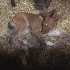 Oldenborg Vestergaard's Zack