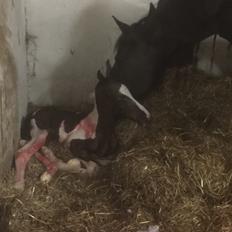 Barockpinto Vestergaard's Santino