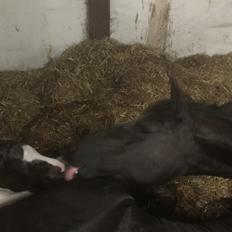 Barockpinto Vestergaard's Santino