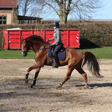 Dansk Varmblod Oksegaardens Lancelot (Upsen)